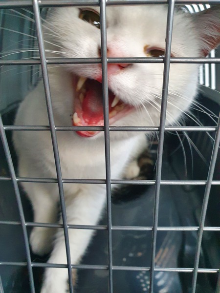 Cat dentist