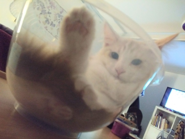"When I get a cat it won't...."