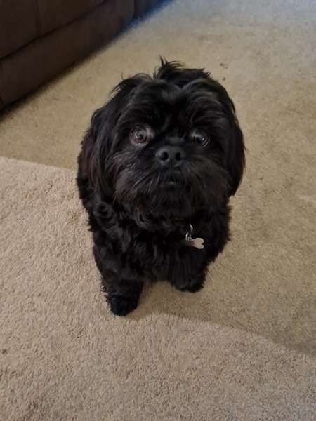 Puppy Survival Thread: surviving into 2022