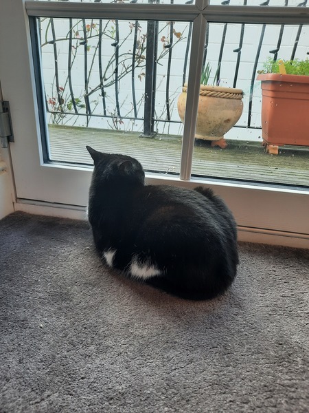 "When I get a cat it won't...."
