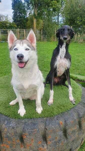 Puppy staying in kennels