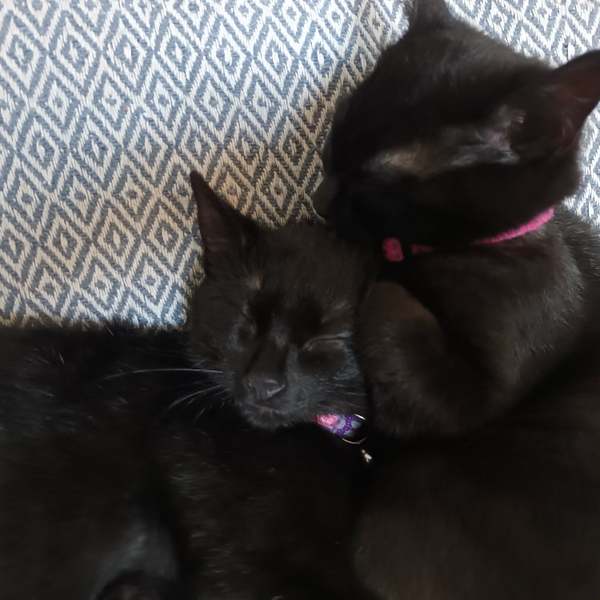 Female kitten - is this normal?