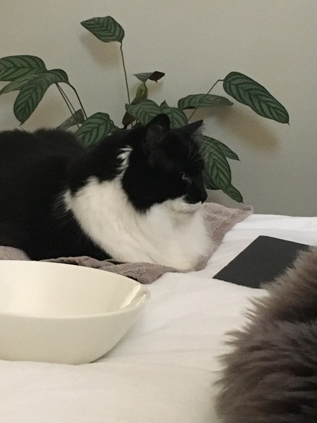 Ollie, Paws, friends and family