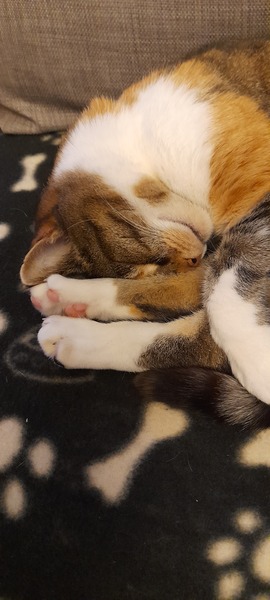 How are your cats coping?