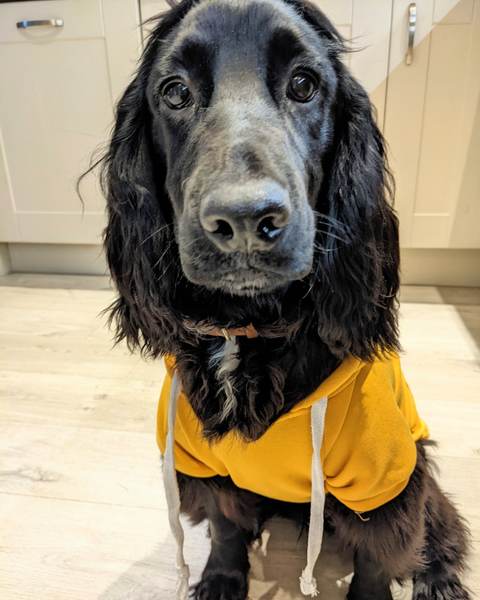 Puppy Survival Thread: surviving into 2022