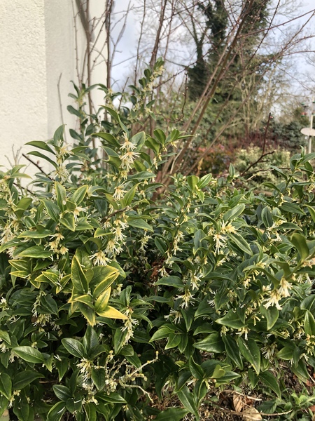 Can you identify this plant?