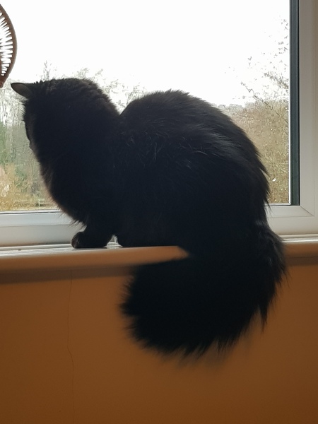 Ollie, Paws, friends and family