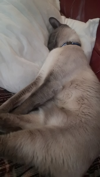 Can we have a 'that can't be comfortable' thread? I need cheering up!