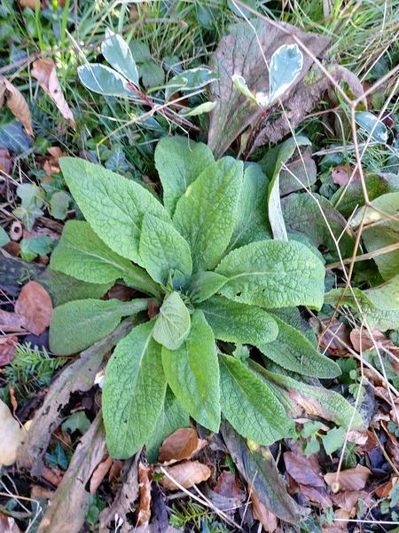 Plant ID help please!