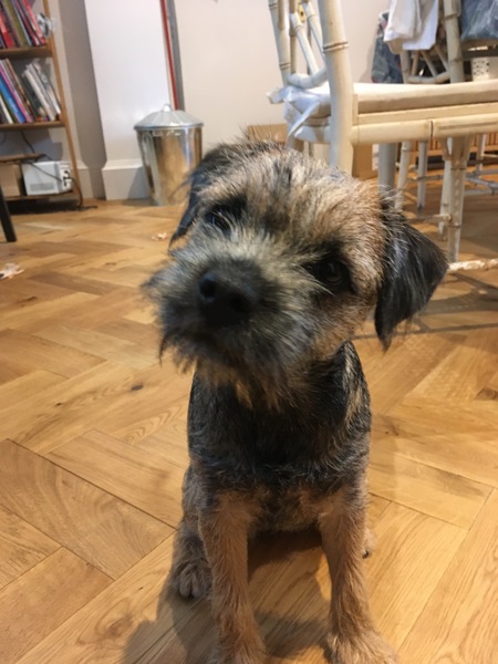 Border terriers