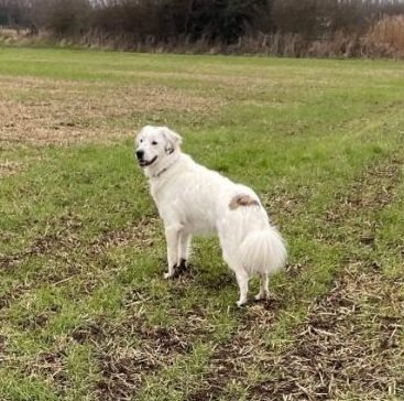 Please welcome our new dog!