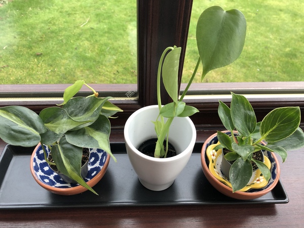 Your favourite houseplant