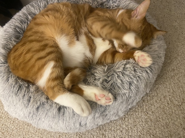 Why is everyone so obsessed with cats?