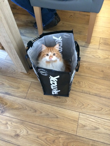 Cats in bags