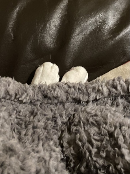 How are your cats coping?