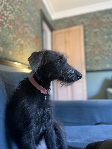 First time dog owner