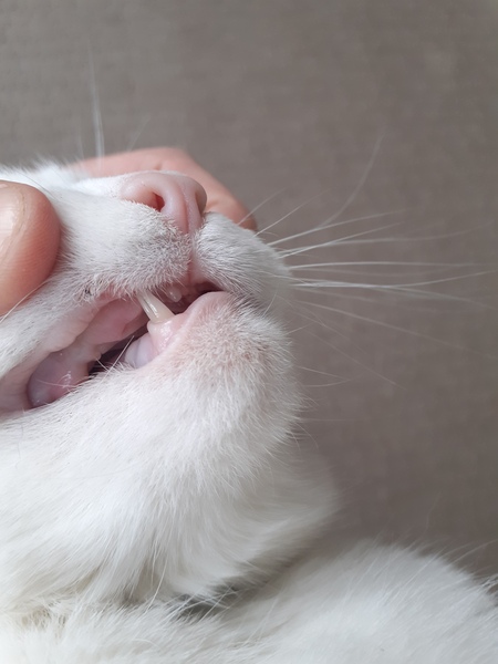 The cat has lost a fang