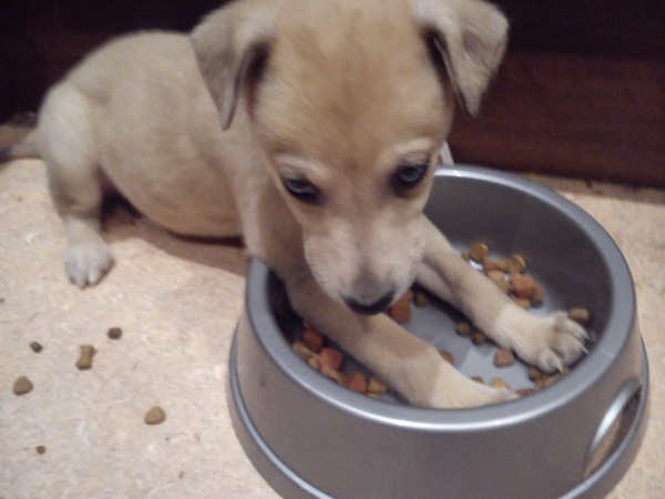 First time dog owner