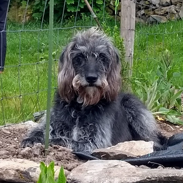First time dog owner