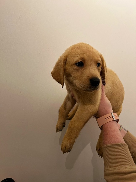 Collecting our newest addition in 2 weeks time!!!