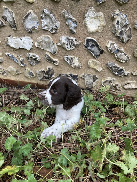 Puppy Survival Thread: surviving into 2022