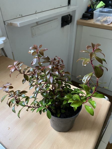 what’s this plant ? does anyone know ?
