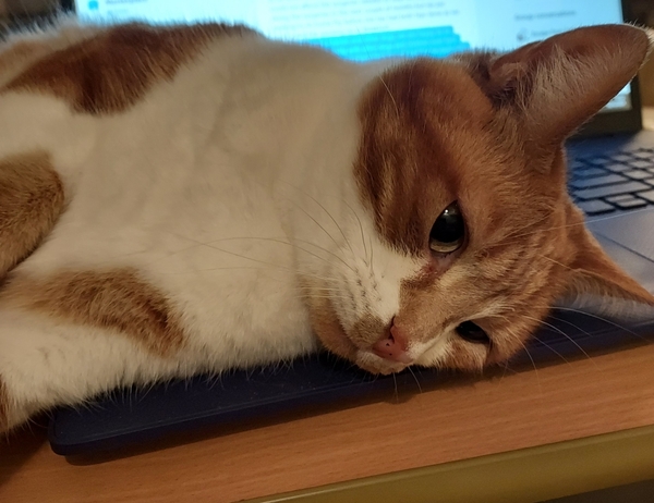 "When I get a cat it won't...."