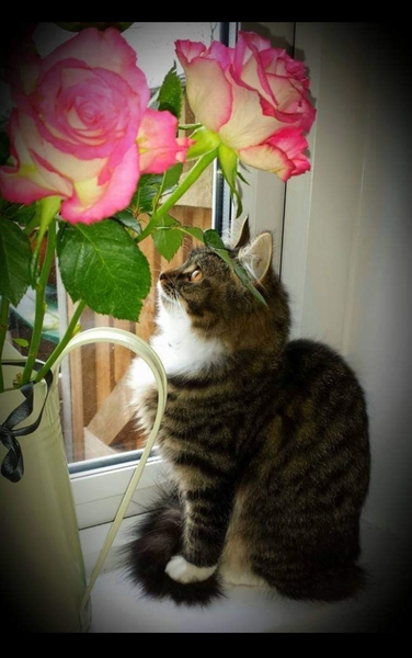 I need your photos again - this time cats with bouquets/vases of flowers please