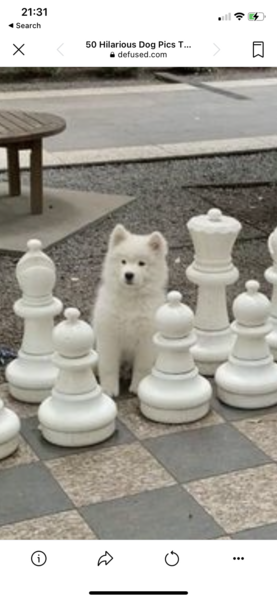 What breed is this?