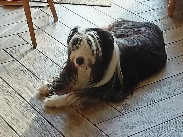 Why is everyone so obsessed with cats?