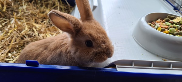 Rabbit gender help!