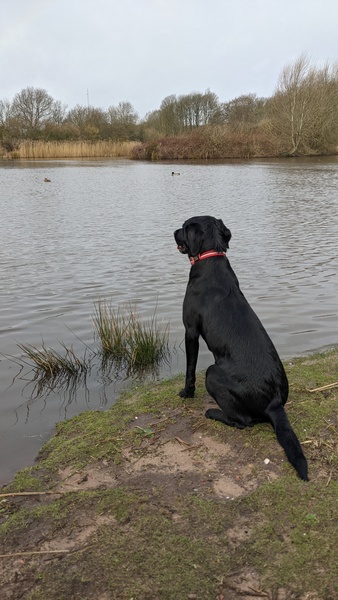 Puppy Survival Thread: surviving into 2022
