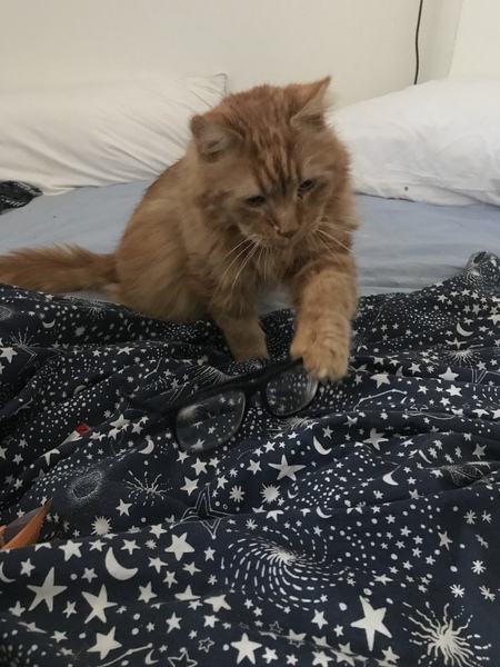 Ollie, Paws, friends and family