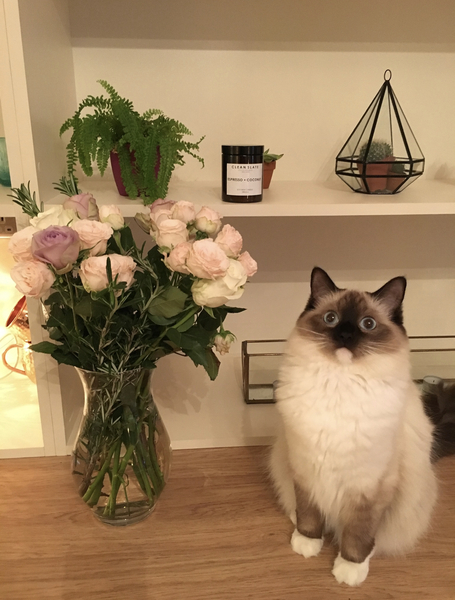 I need your photos again - this time cats with bouquets/vases of flowers please