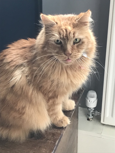 Ollie, Paws, friends and family