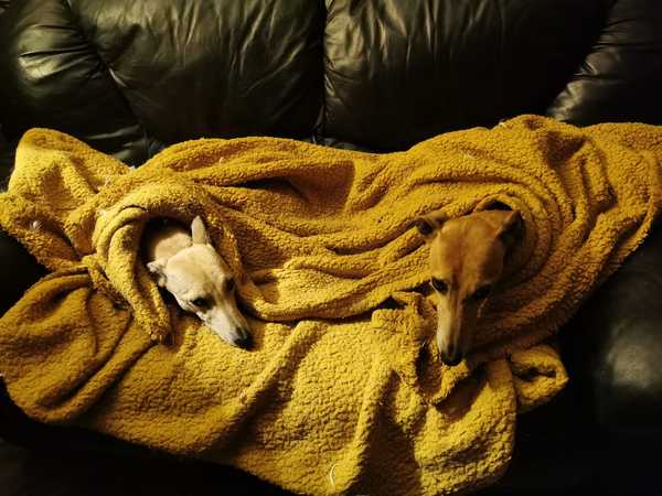 Could my dog be cold at night?