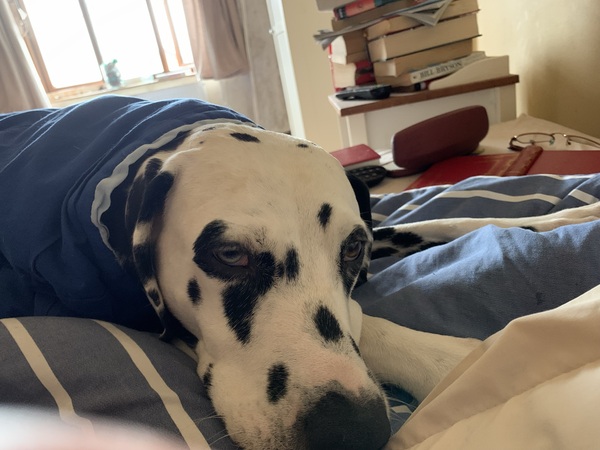 Anyone who can tell me what owning a Dalmatian is like ?