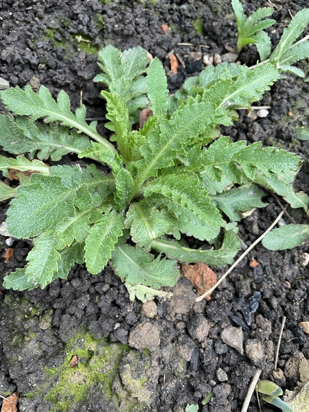 Weed or not? Plant ID please