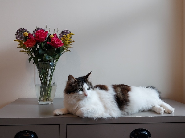 I need your photos again - this time cats with bouquets/vases of flowers please