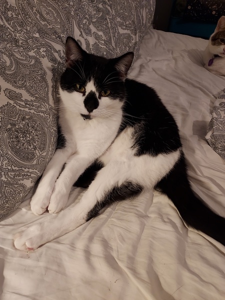 Newbie questions about getting a cat