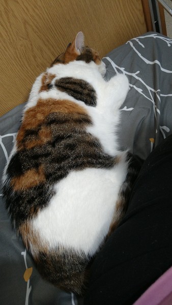 Show me your cats 🐈 😃