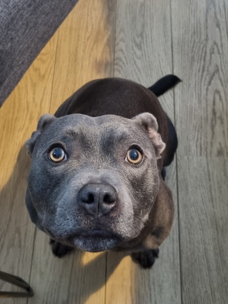 Please welcome our new dog!
