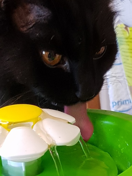 Would your overlords recommend a cat drinking fountain, or not?
