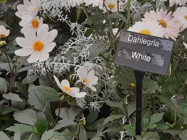 What's your favourite dahlia?