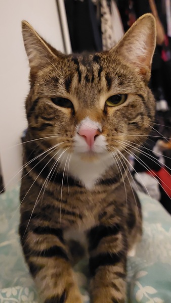 Show me your cats 🐈 😃