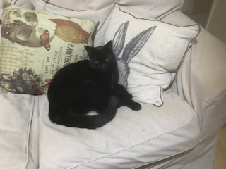 New sofa versus The Cats