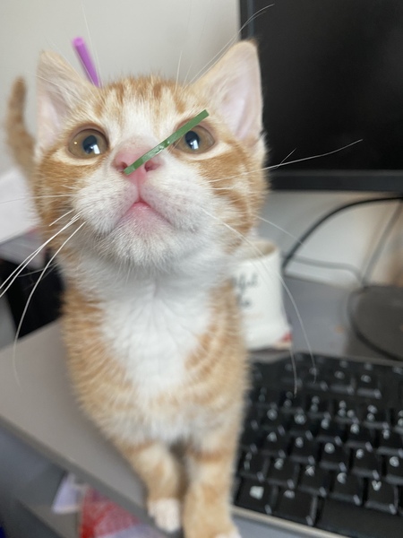 Do any of you have a pet that you actually just can't fucking stand?