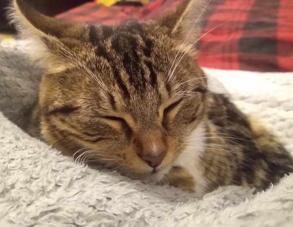 Taking in a cat
