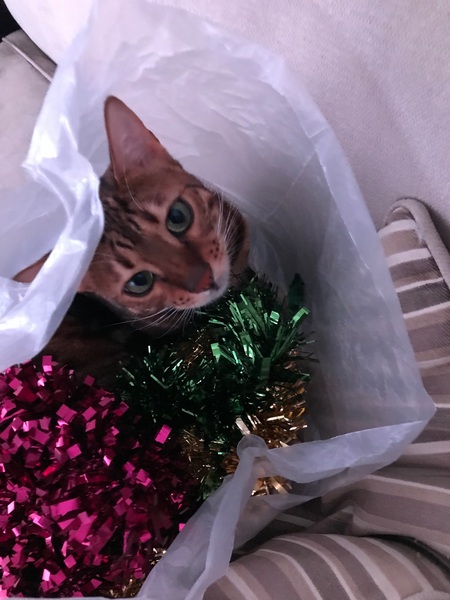 Cats in bags