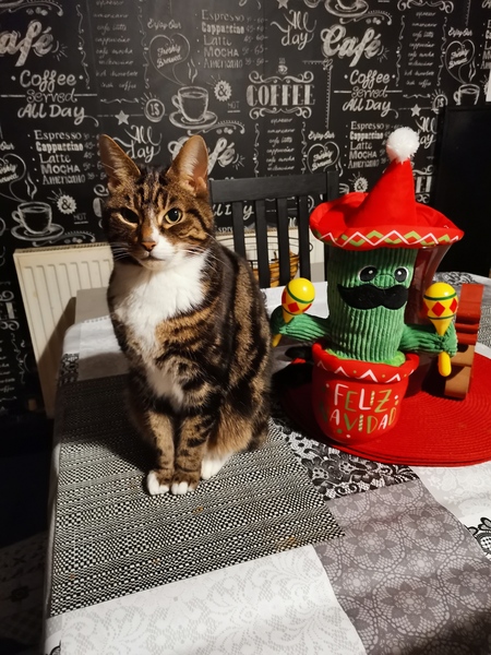 Help! How to keep The Naughtiest Kitten ever from chewing stitches
